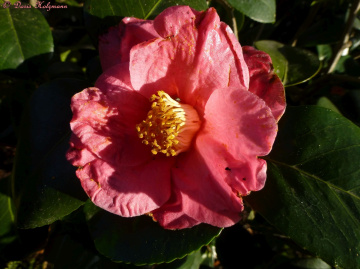 Späte Blüte