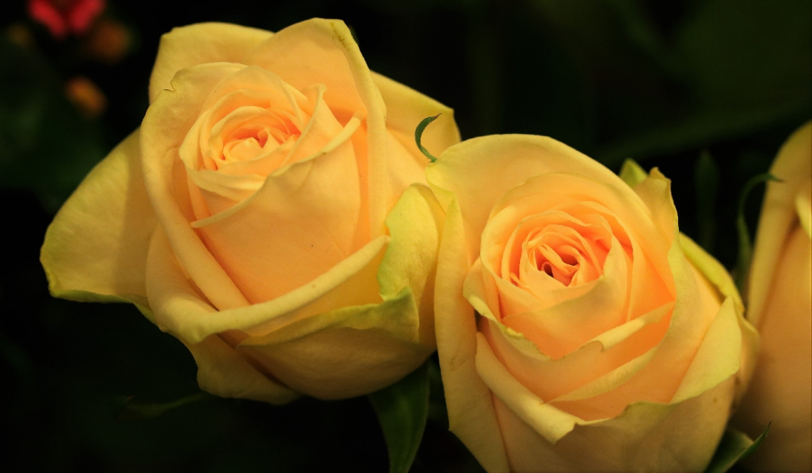 Rose moment