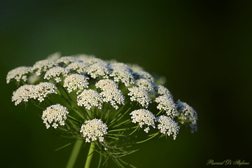 Queen Anne's Lace