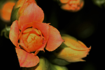 Colour