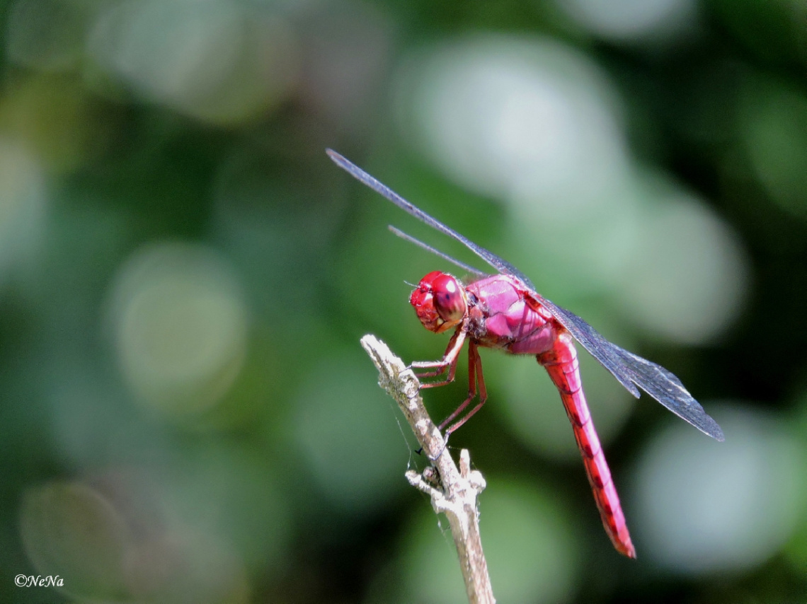 Red Dragonfly