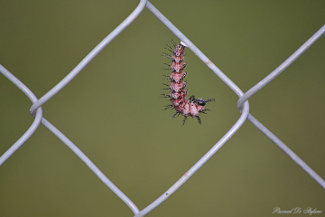 Little caterpillar