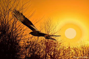 Surreal Sunset