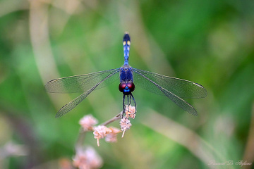 Blue Dragonfly