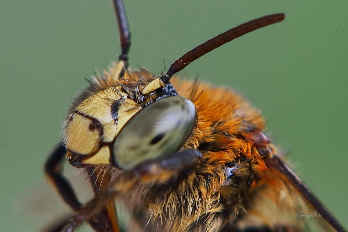 Bee