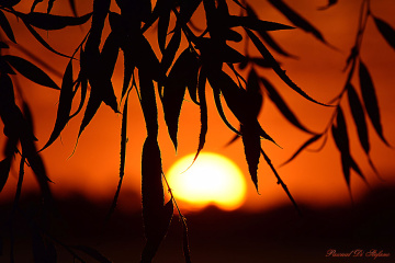 Sunset between branches
