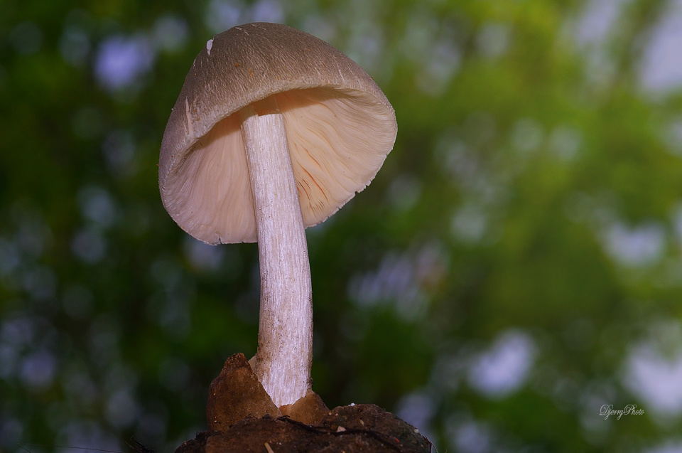  Mushroom