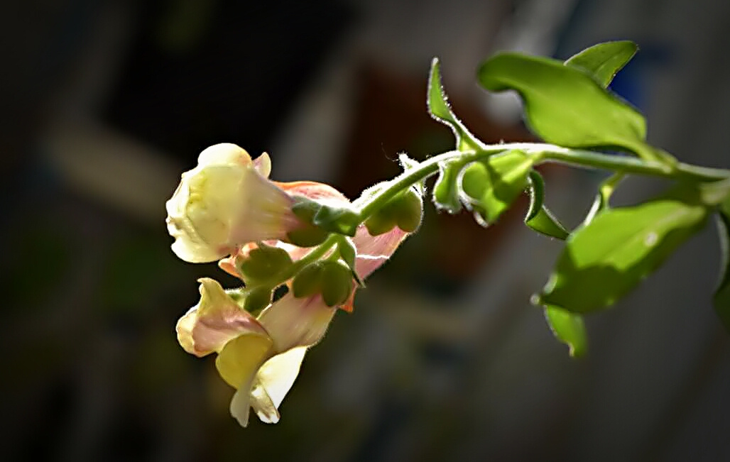 In the morning light 