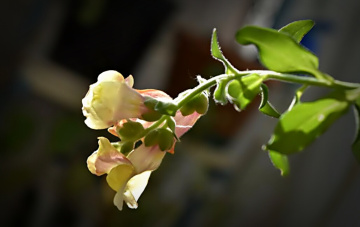 In the morning light 