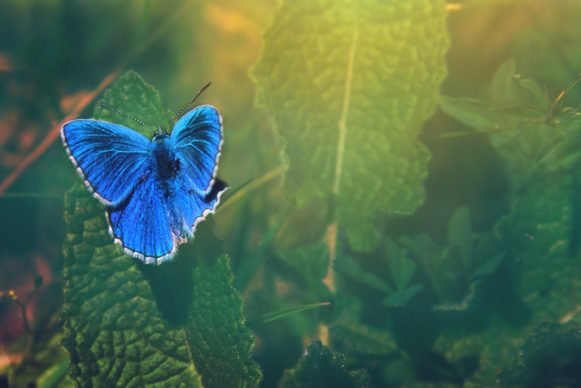 Blue Butterfly