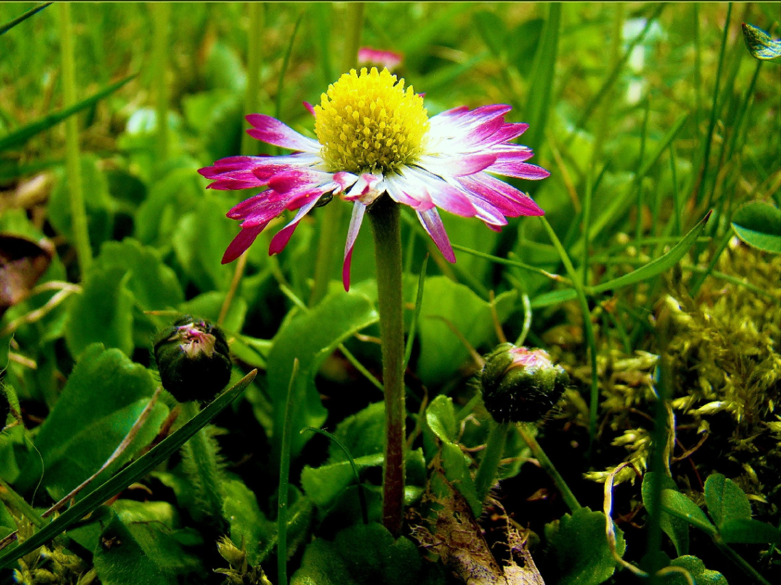 gänseblümchen