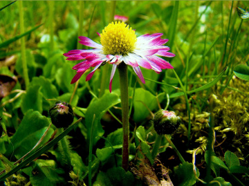 gänseblümchen
