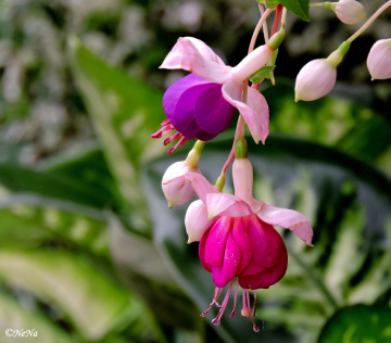 Fuchsia