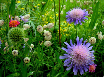 wiese im sommer