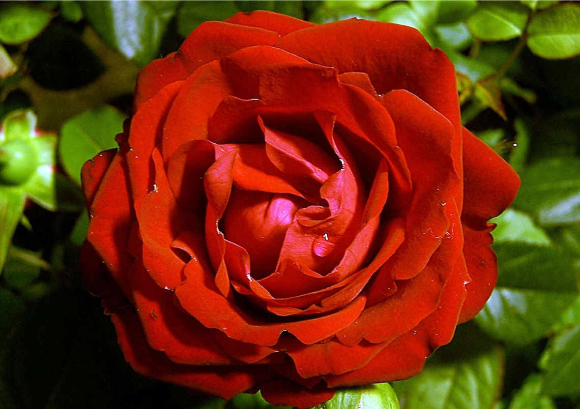 rose