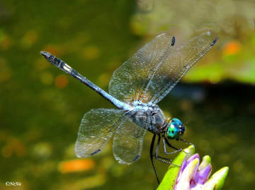 Libellula cyanea