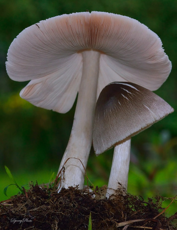 Mushroom