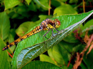 libelle