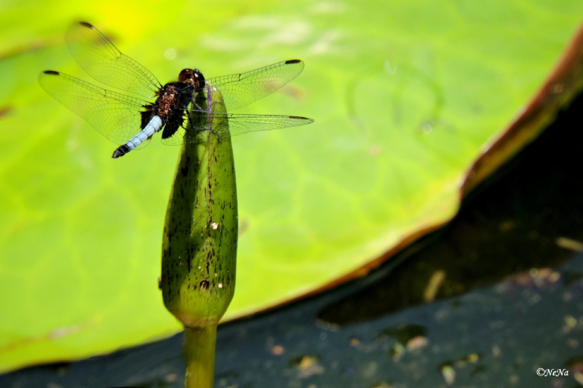 On a button of water lily