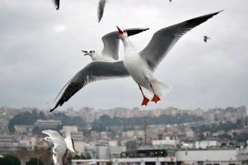 Havada Asılı