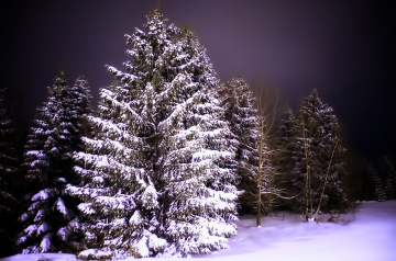 Snowy night
