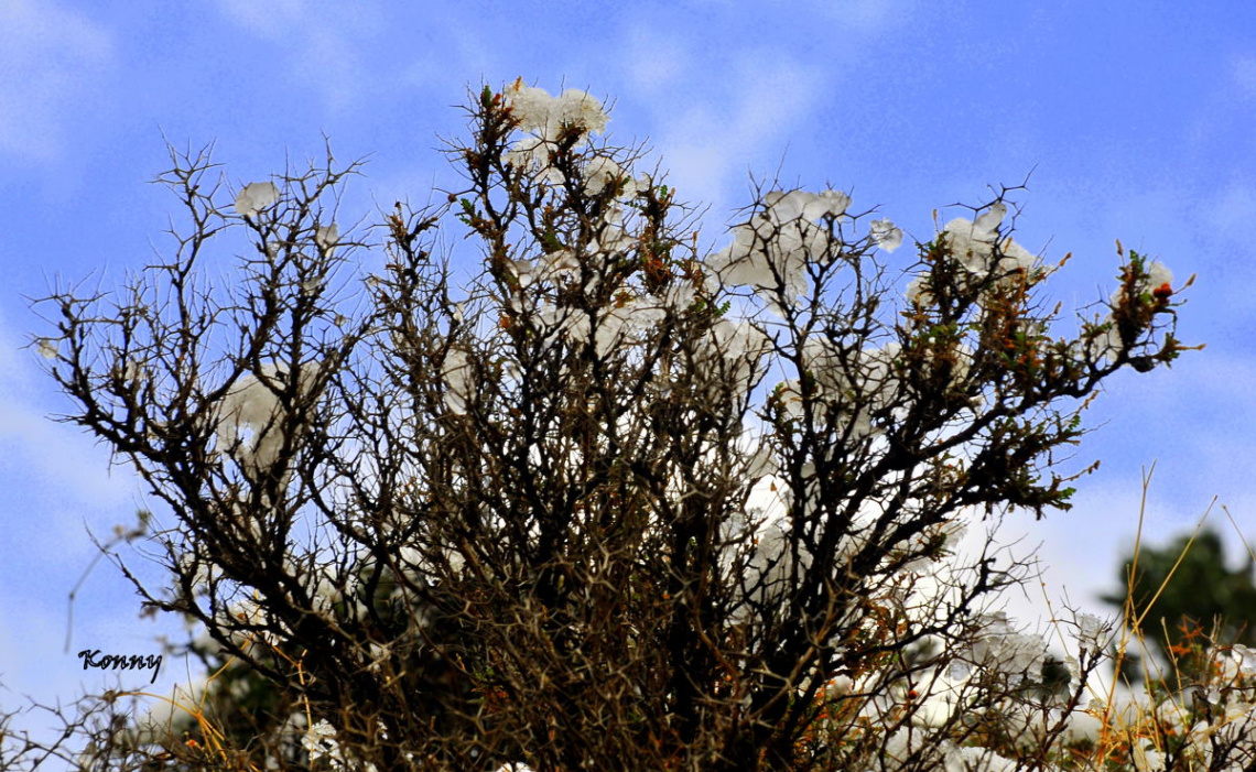 like snow flowers 