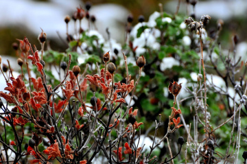snow and flowers 