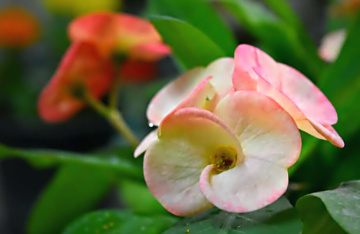 Sweet Spring 