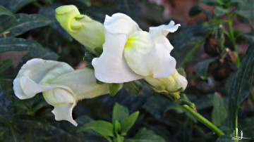 white dragon....