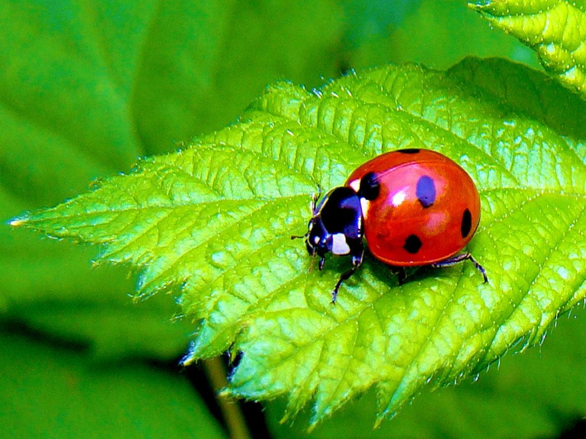 marienkäfer