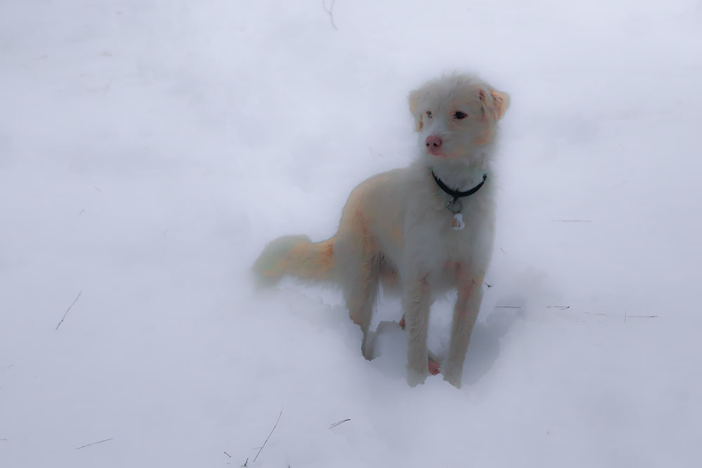 Sadakat Timsali - Köpek