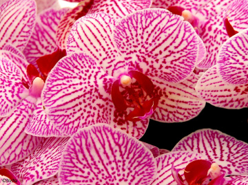 Pink Orchids