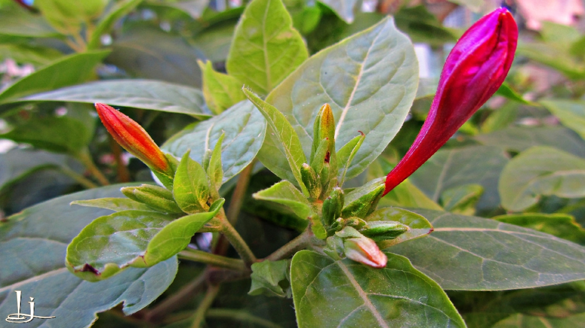 Evening glory