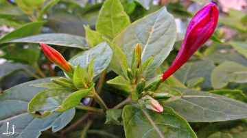 Evening glory