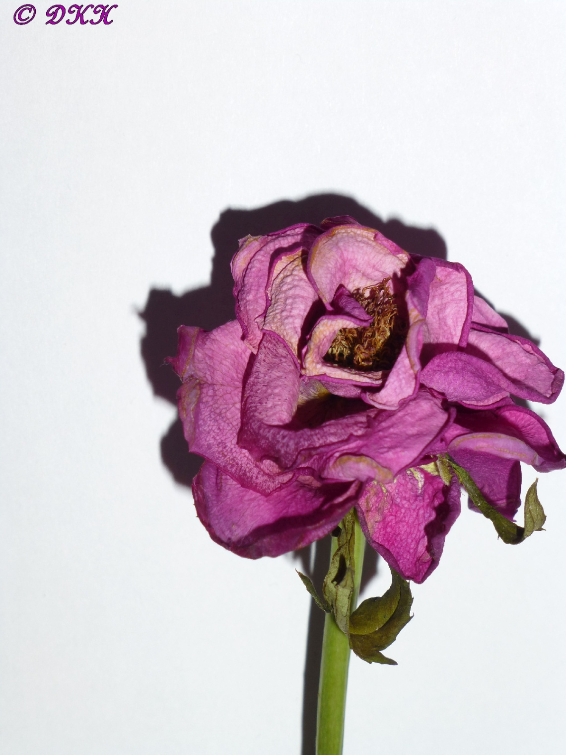 Verblühte Rose