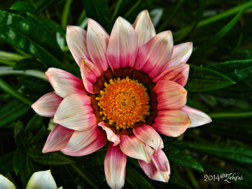 Gazania Çiçeği