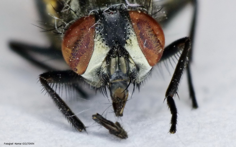 fly
