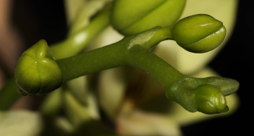Soon to bloom