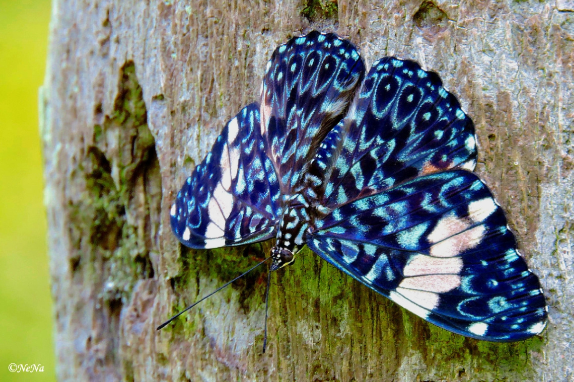 Lepidoptera blue