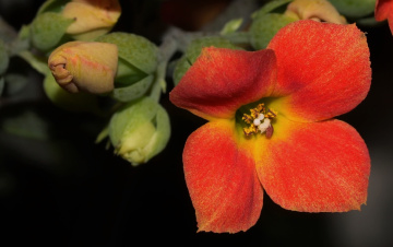 Red/Yellow/Green