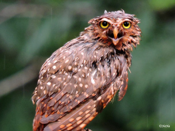 In the rain