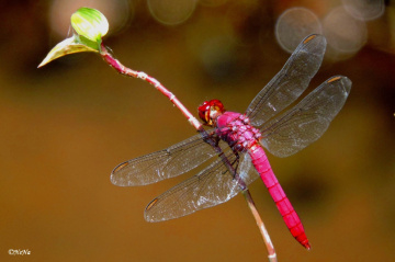 Red Dragonfly