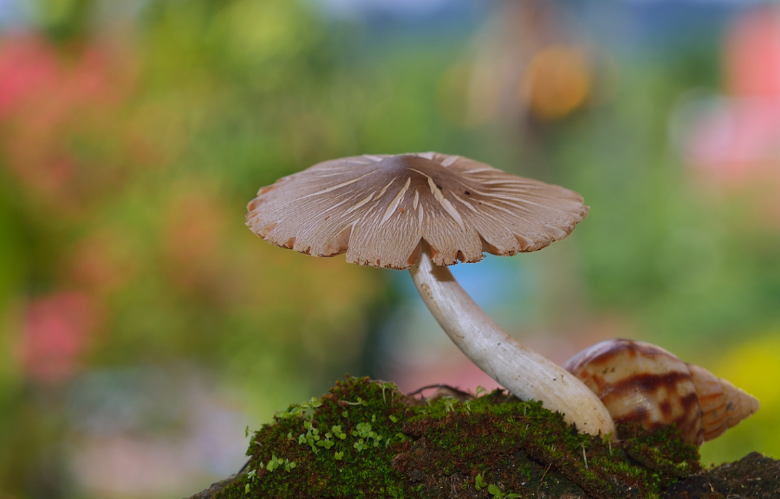 Mushroom again.