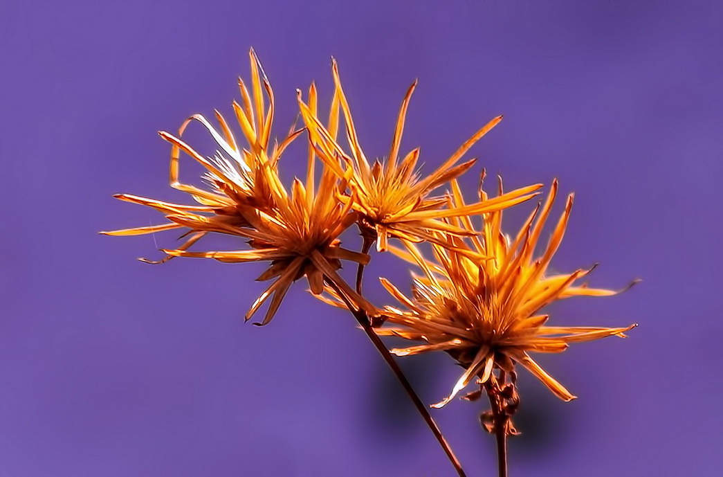 Winter flower 