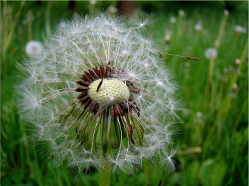 pusteblume