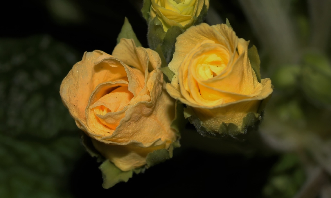 Yellow