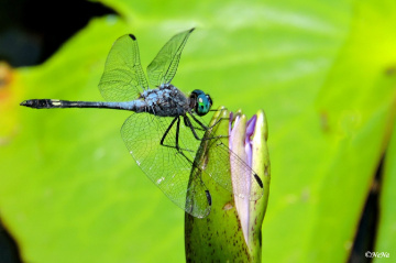 Blue Dragonfly