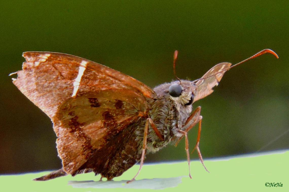 Macro 