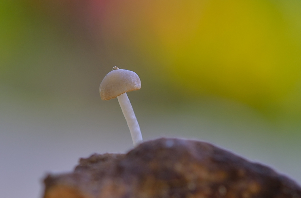 Mini Mushroom