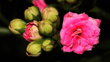 Pink/Green
